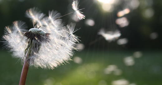 First aid for hay fever Charlotte Labee Supplements